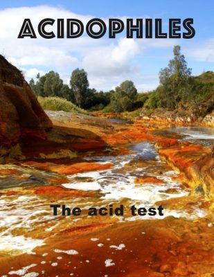 Acidophiles flip book cover