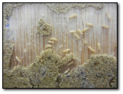 Termites on balsa wood