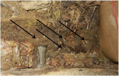 Termites found under a log.