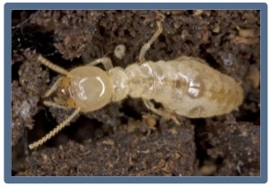 A worker Reticulitermes flavipes termite